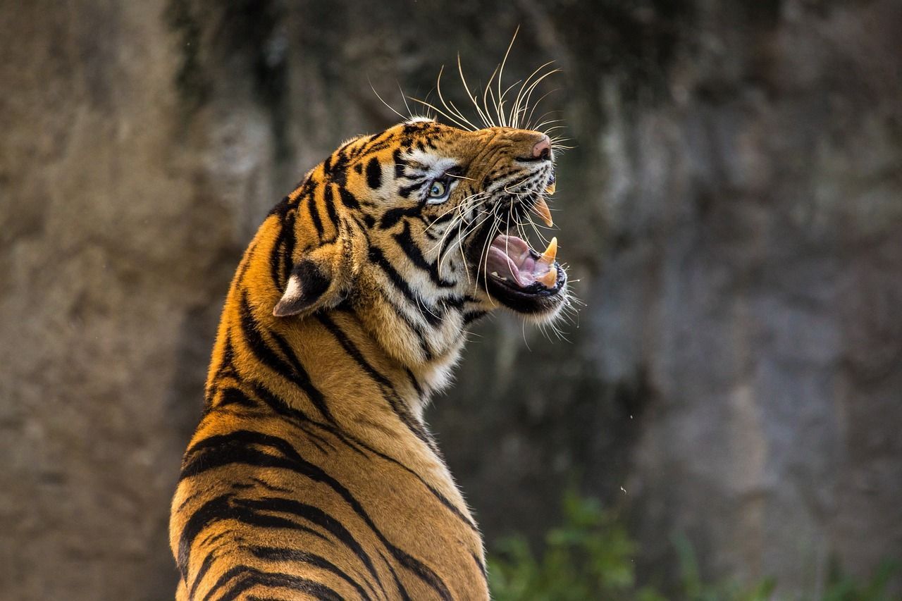 Zoológico sacrifica três filhotes de tigre abandonados pela mãe