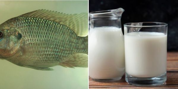 A tilápia e o leite tiram o sono do produtor brasileiro