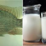 Valdir Barbosa | O leite e a tilápia tiram o sono dos pequenos produtores brasileiros