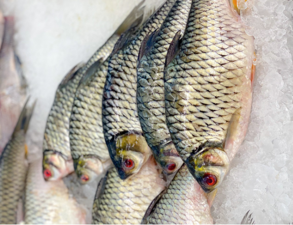 FAO aponta que produção de peixes em cativeiro superou pesca selvagem pela primeira vez