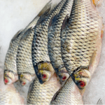 FAO aponta que produção de peixes em cativeiro superou pesca selvagem pela primeira vez