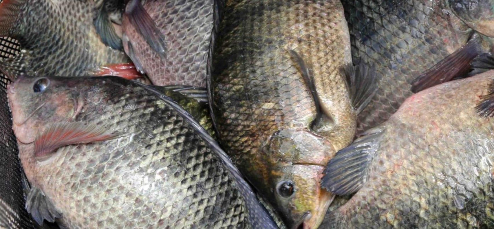 Brasil rompe barreira histórica e ultrapassa 1 milhão de toneladas de peixes em 2025