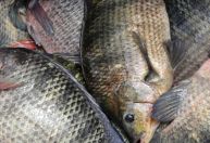 Brasil rompe barreira histórica e ultrapassa 1 milhão de toneladas de peixes em 2025
