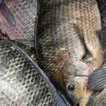 Valdir Barbosa | Tilápia do Vietnã é proibida em Minas Gerais