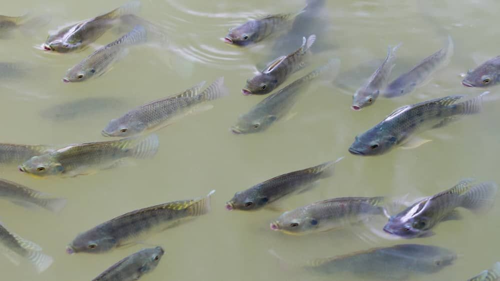 Invasão de tilápias em mares brasileiros é motivo de preocupação, aponta pesquisa  