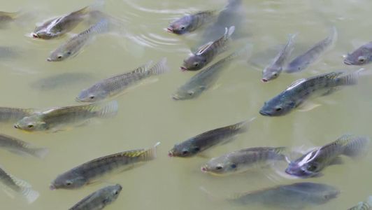 Tilápias
