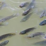 Invasão de tilápias em mares brasileiros é motivo de preocupação, aponta pesquisa  