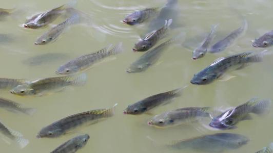Tilápias