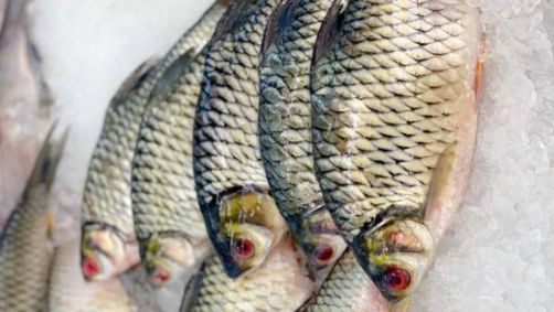 Tilápias fêmeas ganham menos peso ao se tornarem adultas do que os machos