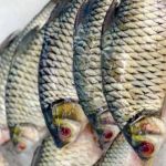 Pesquisadores mineiros mudam o sexo das Tilápias; entenda porquê