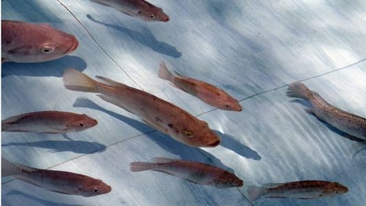 Tilápias têm uma melhor adaptabilidade à água salgada do que outros peixes de água doce