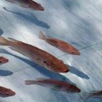 'Tilápias poderão dominar a costa brasileira', diz especialista