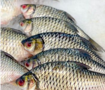 Criação de tilápias no Brasil