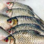 Valdir Barbosa | Tilápia do Vietnã pode estar com os dias contados no Brasil