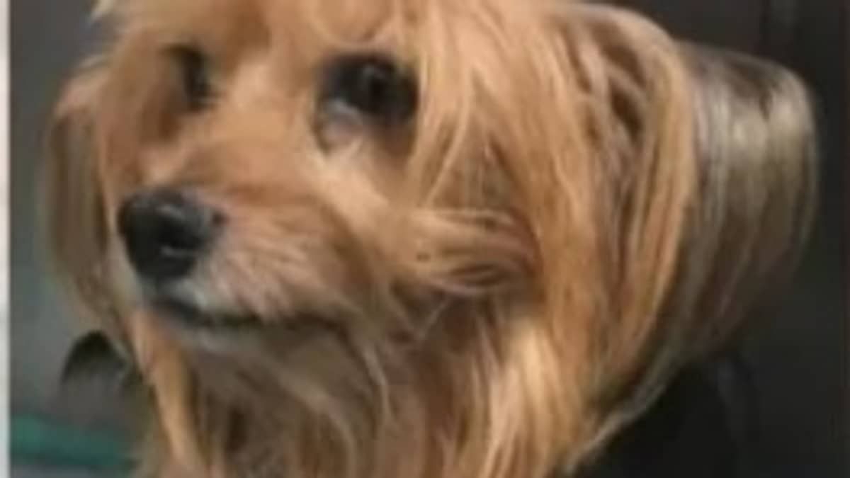 Cão arremessado de janela em acidente de carro volta para família após 5 dias: 'reencontramos nosso filho'