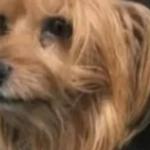 Cão arremessado de janela em acidente de carro volta para família após 5 dias: 'reencontramos nosso filho'