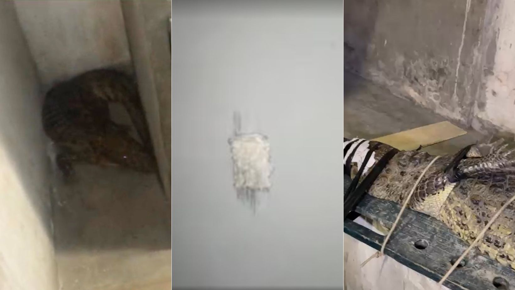 Após tiro em vagão, jacaré é encontrado em sala administrativa de metrô; veja vídeo