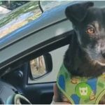Família oferece mil reais para quem devolver cachorro desaparecido na região Leste de BH