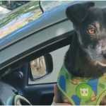 Família oferece mil reais para quem devolver cachorro desaparecido na região Leste de BH