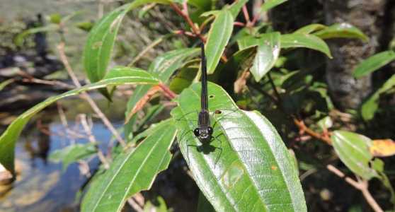 Libélula descoberta em Minas Gerais