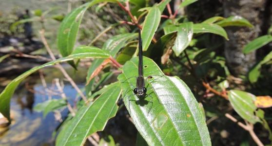 Libélula descoberta em Minas Gerais