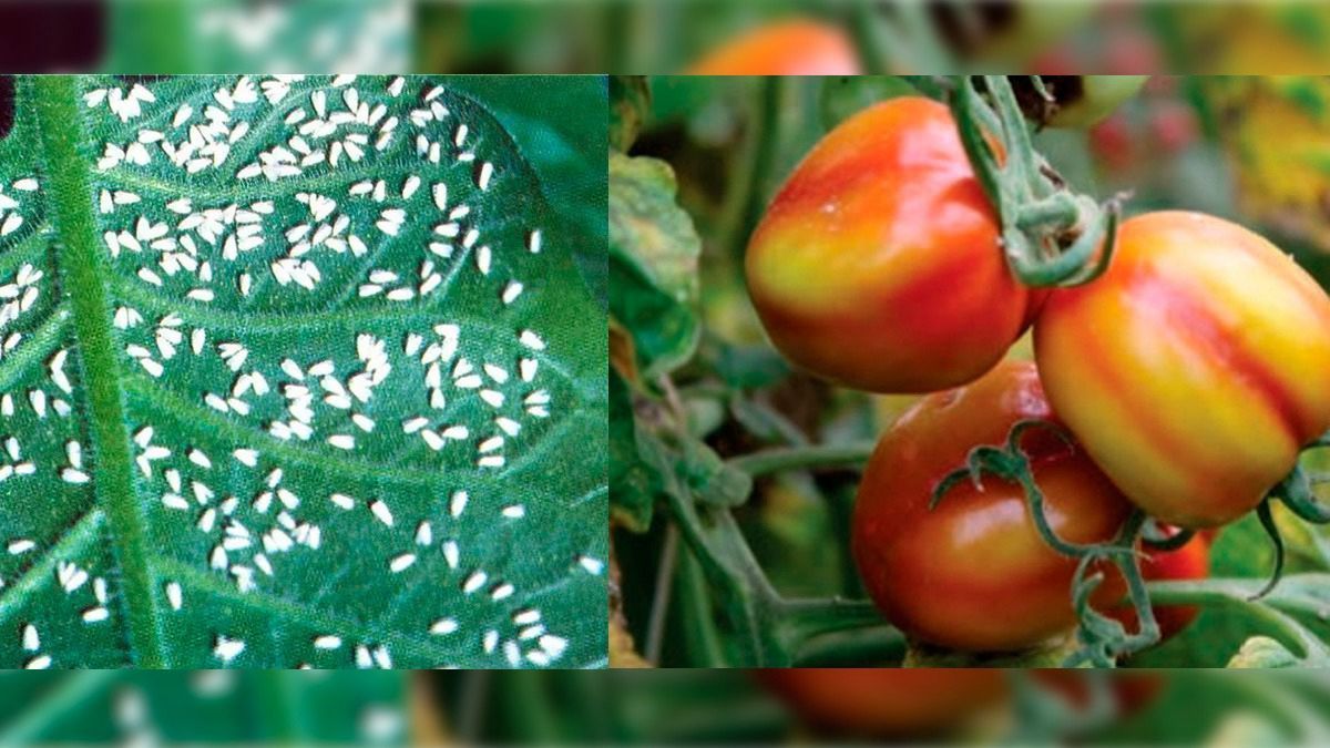 Ataque da “mosca branca” pode inflacionar o tomate