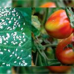 Ataque da “mosca branca” pode inflacionar o tomate