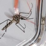 Cidade do MS tem emergência reconhecida após alta nos casos de chikungunya