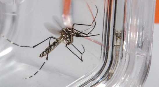 Aedes aegypti causa dengue, zika e chikungunya