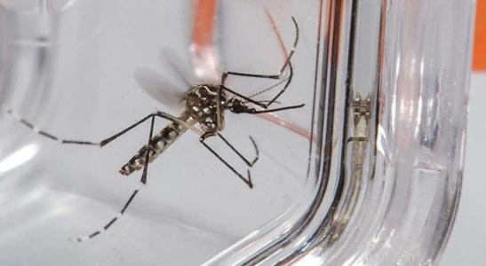 Aedes aegypti causa dengue, zika e chikungunya
