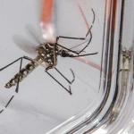Ministério da Saúde pode liberar R$16,5 milhões para enfrentamento da dengue em Belo Horizonte