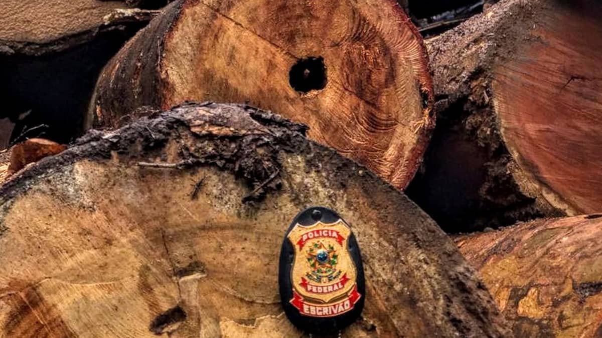 Norma que permitia exploração de madeira em terra indígena é anulada