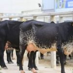 Megaleite será aberta com reconhecimento a quem trabalha pelo leite