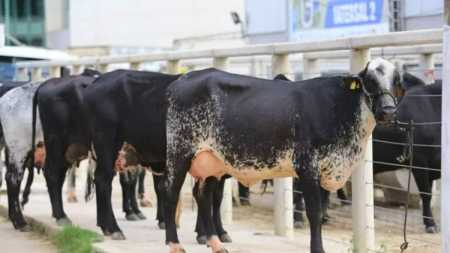 Torneio Leiteiro entre vacas de várias raças será uma das atrações
