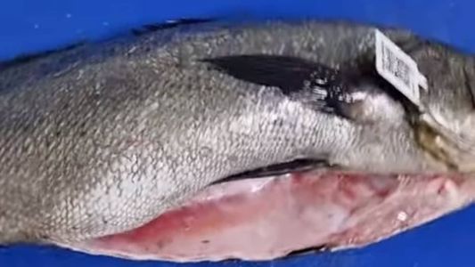 Totoaba é o maior peixe do Alto Golfo da Califórnia