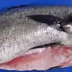 'Cocaína do Mar': peixe em extinção é cobiçado por traficantes
