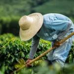 Prefeitura de Mariana abre programa para regularização de débitos de produtores rurais