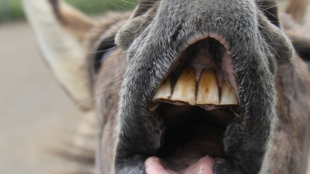 Vaqueiro que ficou demente após cair de mula no interior de Minas ganha indenização