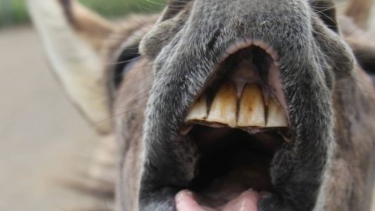 Trabalhador teve lesões graves após cair de mula