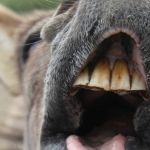 Vaqueiro que ficou demente após cair de mula no interior de Minas ganha indenização