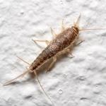 Como acabar com as traças em casa usando métodos naturais e prevenção eficaz