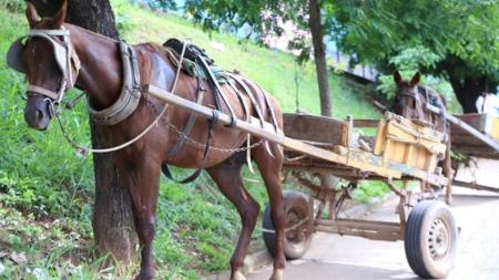 Transporte por tração animal pode ser proibido em Belo Horizonte em prazo de cinco anos
