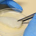 Carne de laboratório no Brasil, EUA e Itália