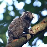 Micos mortos em BH: prefeitura alerta sobre alimentação de animais silvestres