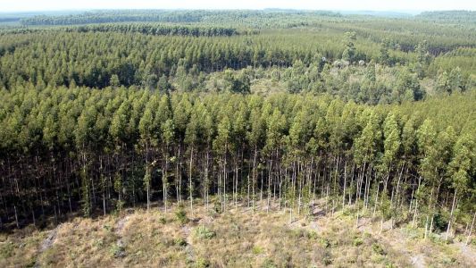 TRF-4 suspende transferência de controle da Eldorado Celulose.