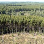 TRF-4 suspende transferência de controle da Eldorado Celulose