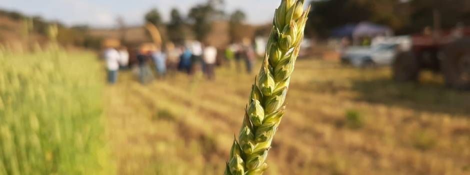 Da padaria ao pasto: pesquisa descobre que trigo desenvolvido para pães também é bom para o gado