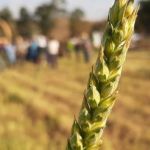 Da padaria ao pasto: pesquisa descobre que trigo desenvolvido para pães também é bom para o gado