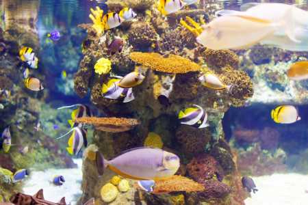 Ao identificar a causa do desequilíbrio de luz e nutrientes, o aquarista elimina o problema pela raiz