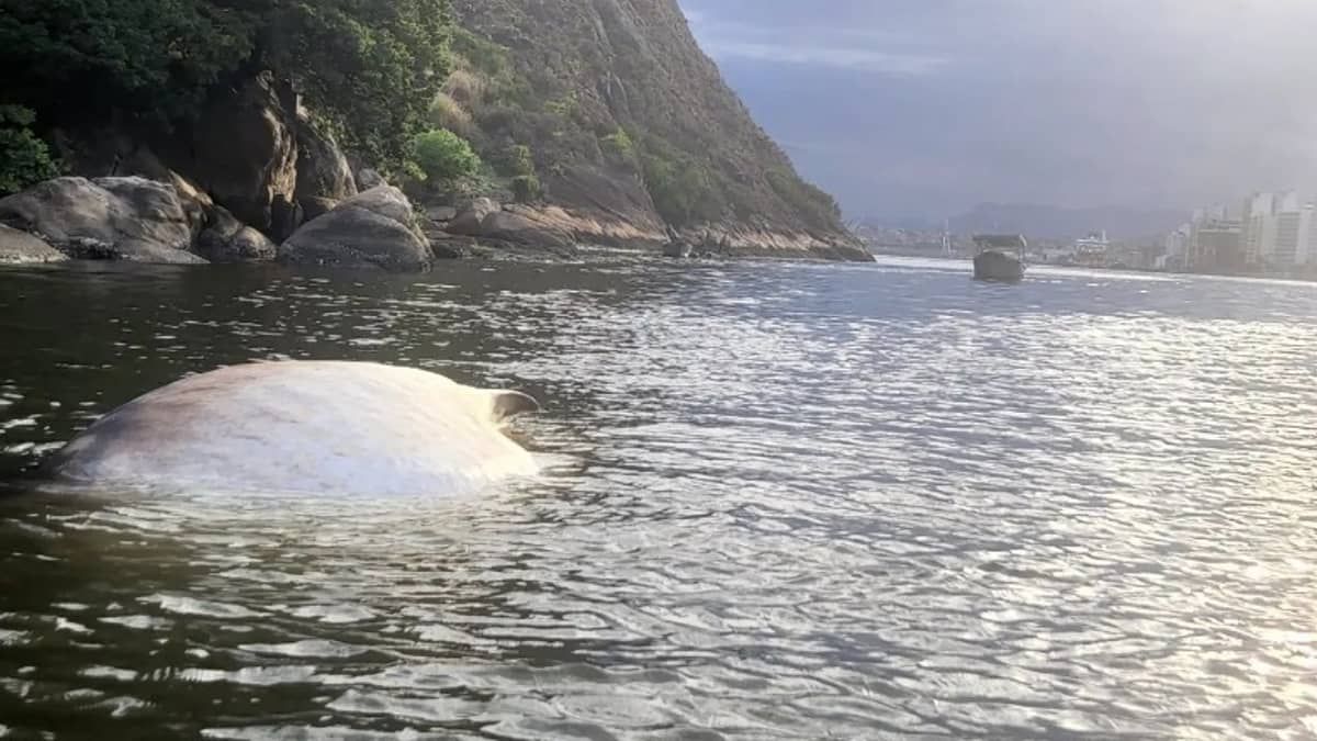 Maior peixe do mundo é encontrado morto no litoral do Espírito Santo